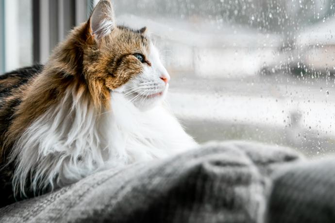 Kass vaatab vihmasest aknast välja