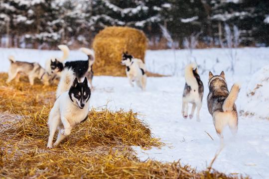 Running dogs