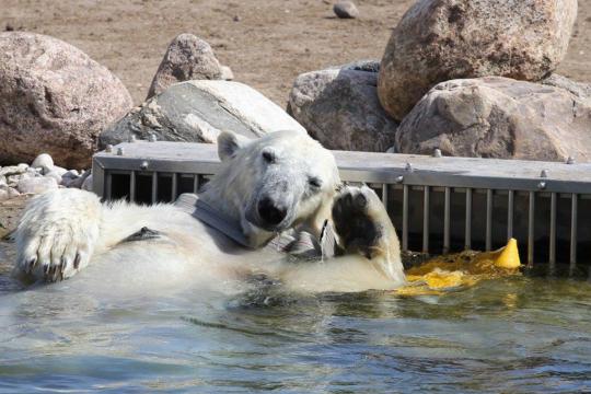 jääkaru puhkab loomaaia välibasseinis