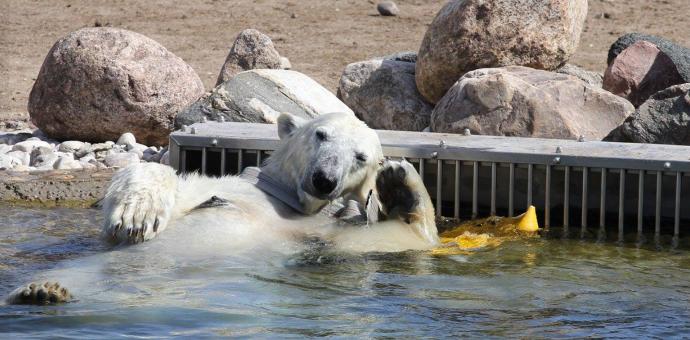jääkaru puhkab loomaaia välibasseinis