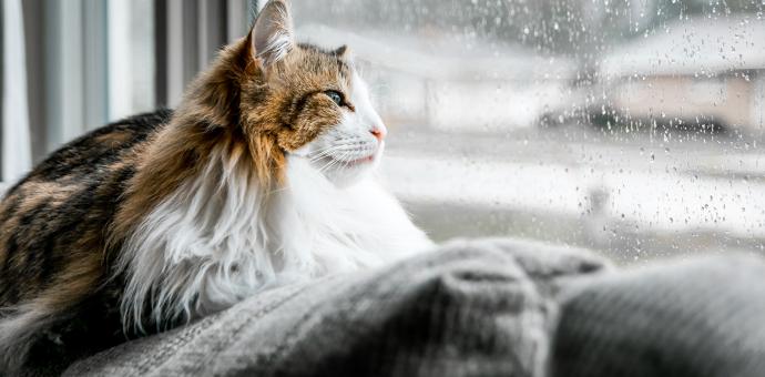 Kass vaatab vihmasest aknast välja